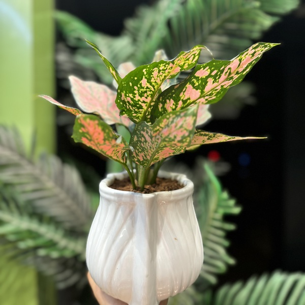 Plants